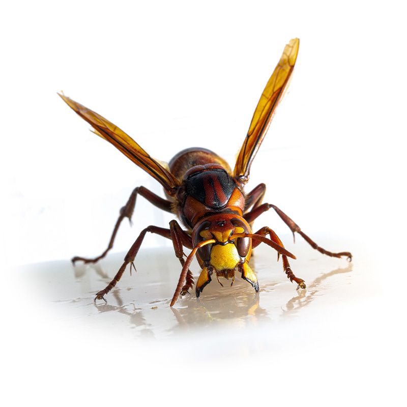 Bekæmpelse af hvepse og hvepsebo