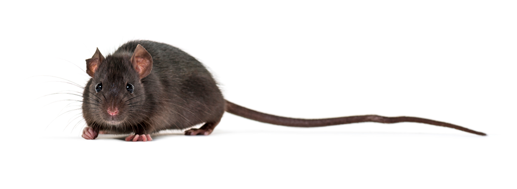Mustarotta rattus rattus