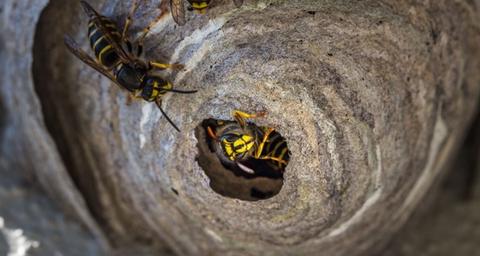 Ampiaispesän hävittäminen.