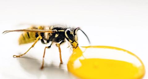 Tilaa ampiaistorjunta