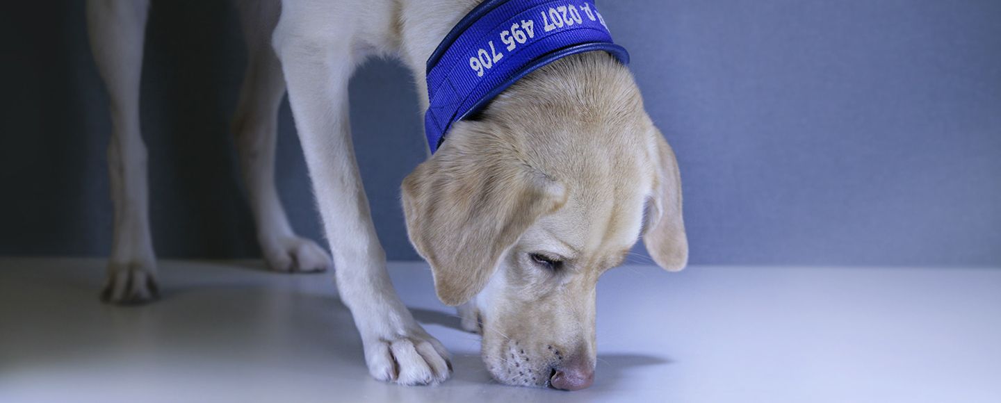 Suomen ensimmäinen lutikkakoiraohjaaja