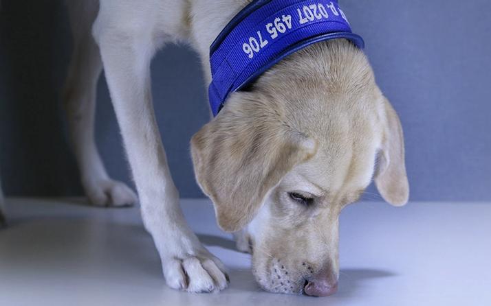 Anticimexin lutikkakoirapalvelu.