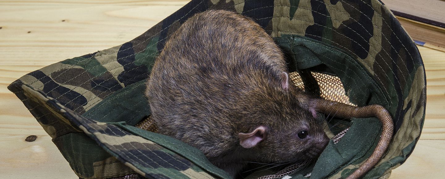 Rottasotaa ei voiteta yhden miehen armeijalla