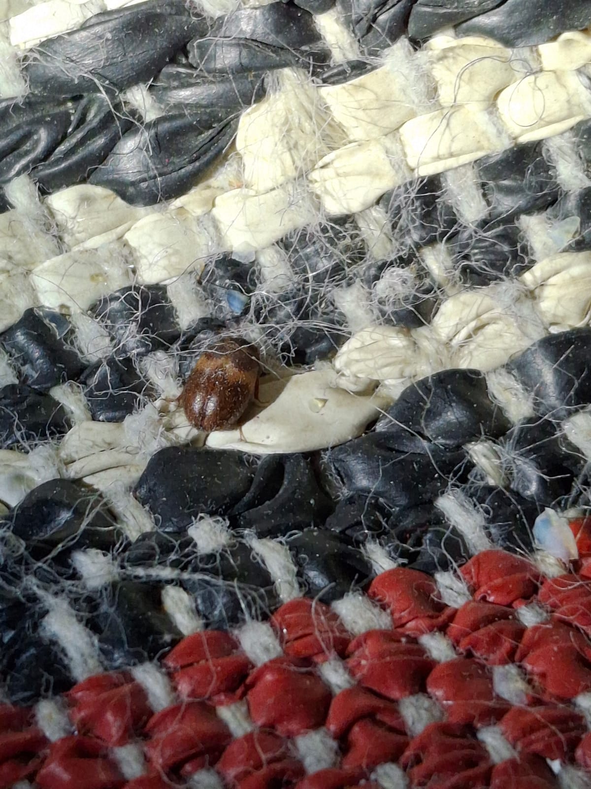 Sisätiloissa viihtyy erilaisia hyönteisiä, kuten turkiskuoriaisia.