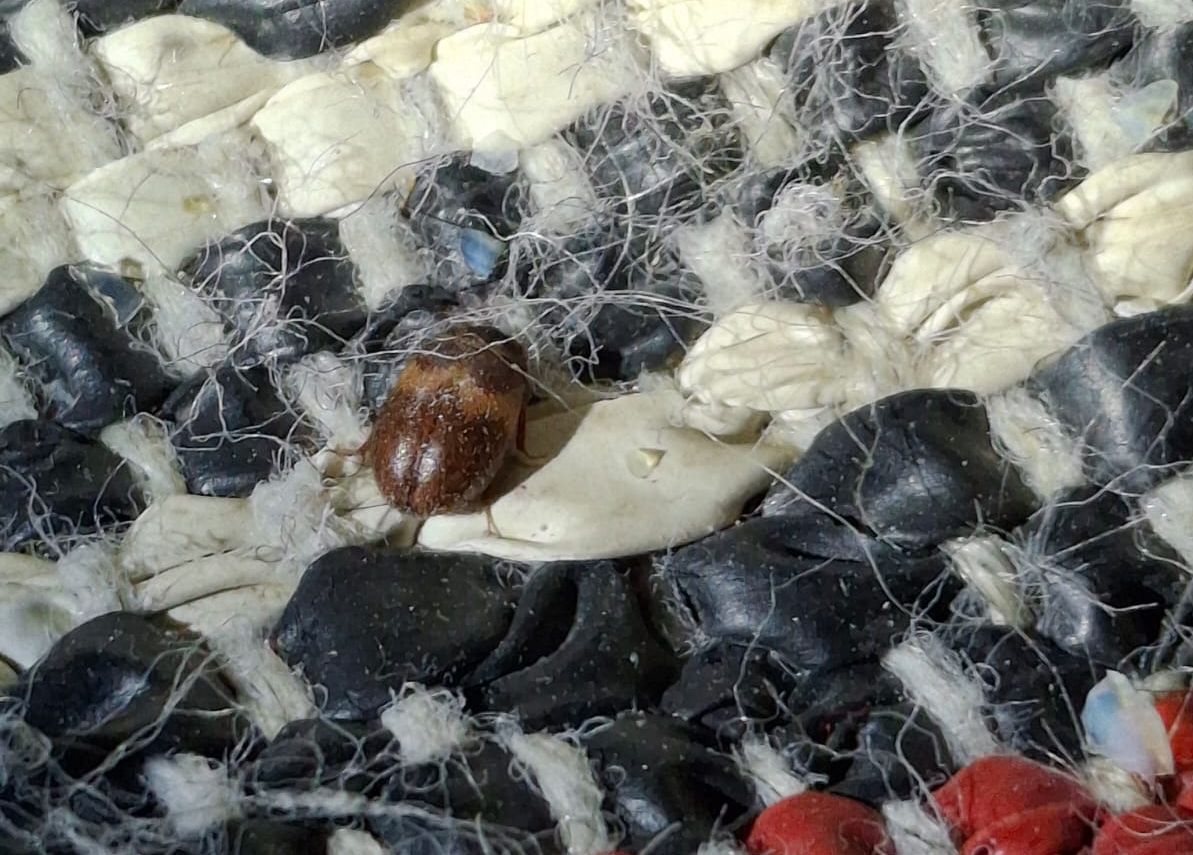 Sisätiloissa viihtyy erilaisia hyönteisiä, kuten turkiskuoriaisia.