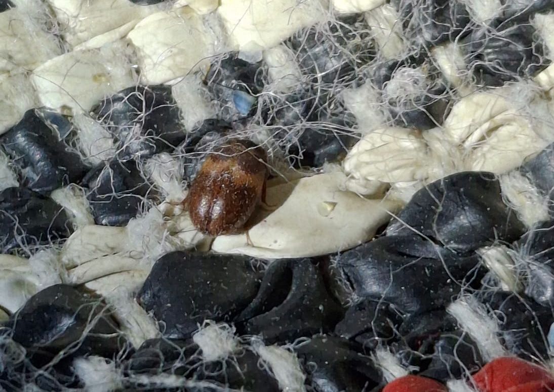 Turkiskuoriaiset vahingoittavat tekstiilituotteita.