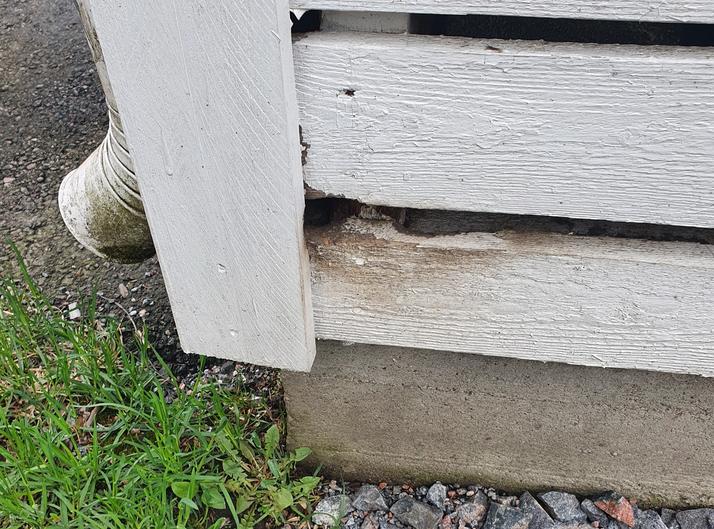 Rotta on jyrsinyt itselleen reitin seinälaudoitukseen.