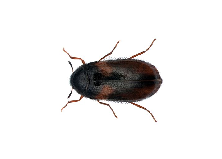 Riesakuoriainen on tunnettu hyönteis- ja kasvikokoelmien tuholainen.