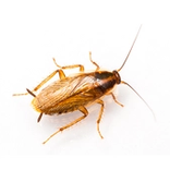 Russakka eli saksantorakka.