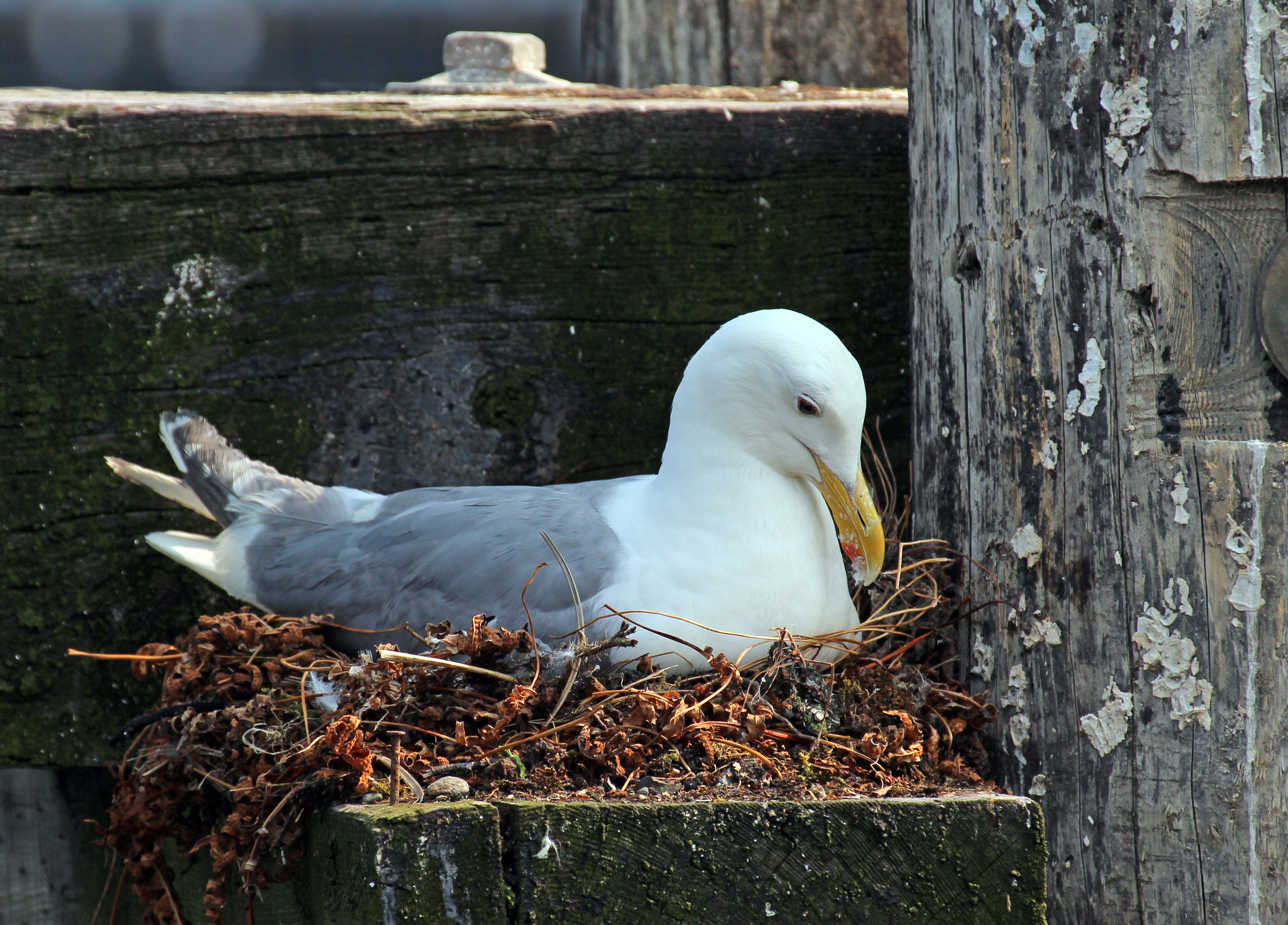 Lintujen pesimärauhan aikaan lintuja ja niiden pesintää ei saa häiritä.