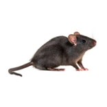 Mustarotta, Rattus rattus.