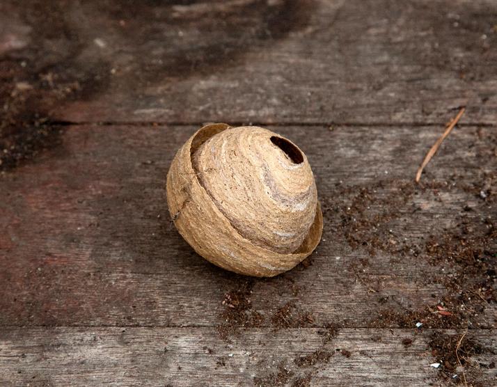 Ampiaispesä on alkukesästä pienen kokoinen.