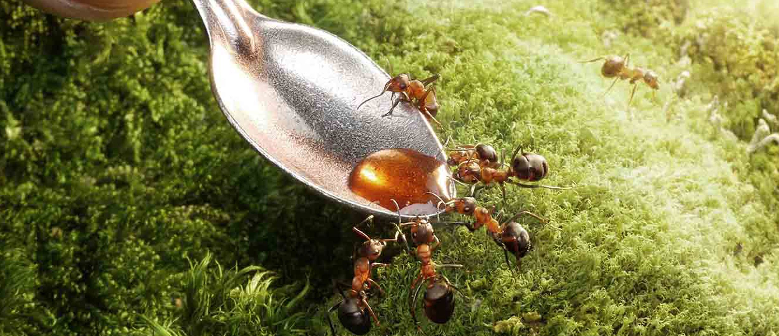 Jokakeväinen muurahaisongelma