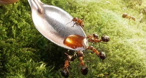 Jokakeväinen muurahaisongelma