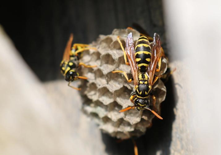 Paikalliset tuholaistorjujat poistavat haittaa aiheuttavan ampiaispesän