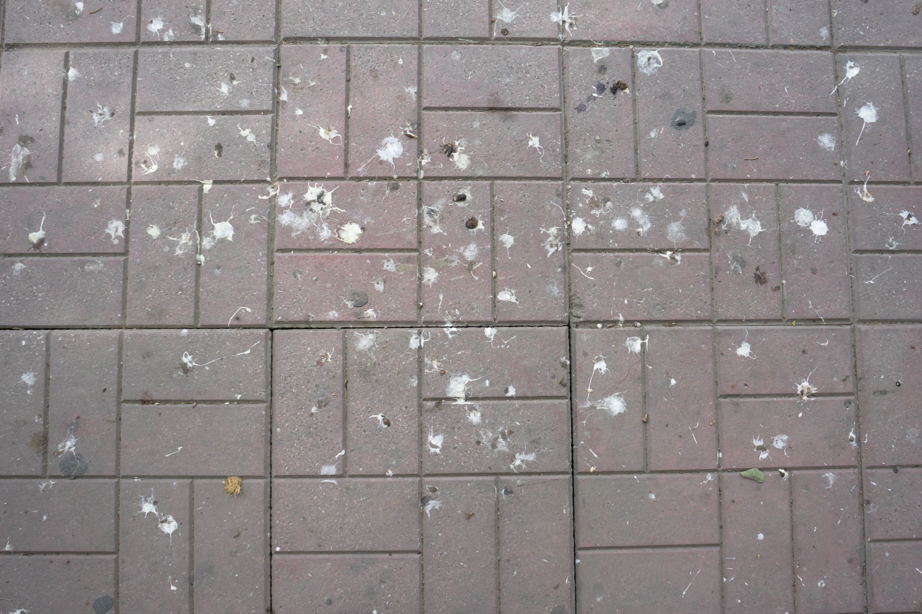 Pulun jätöksiä maassa.