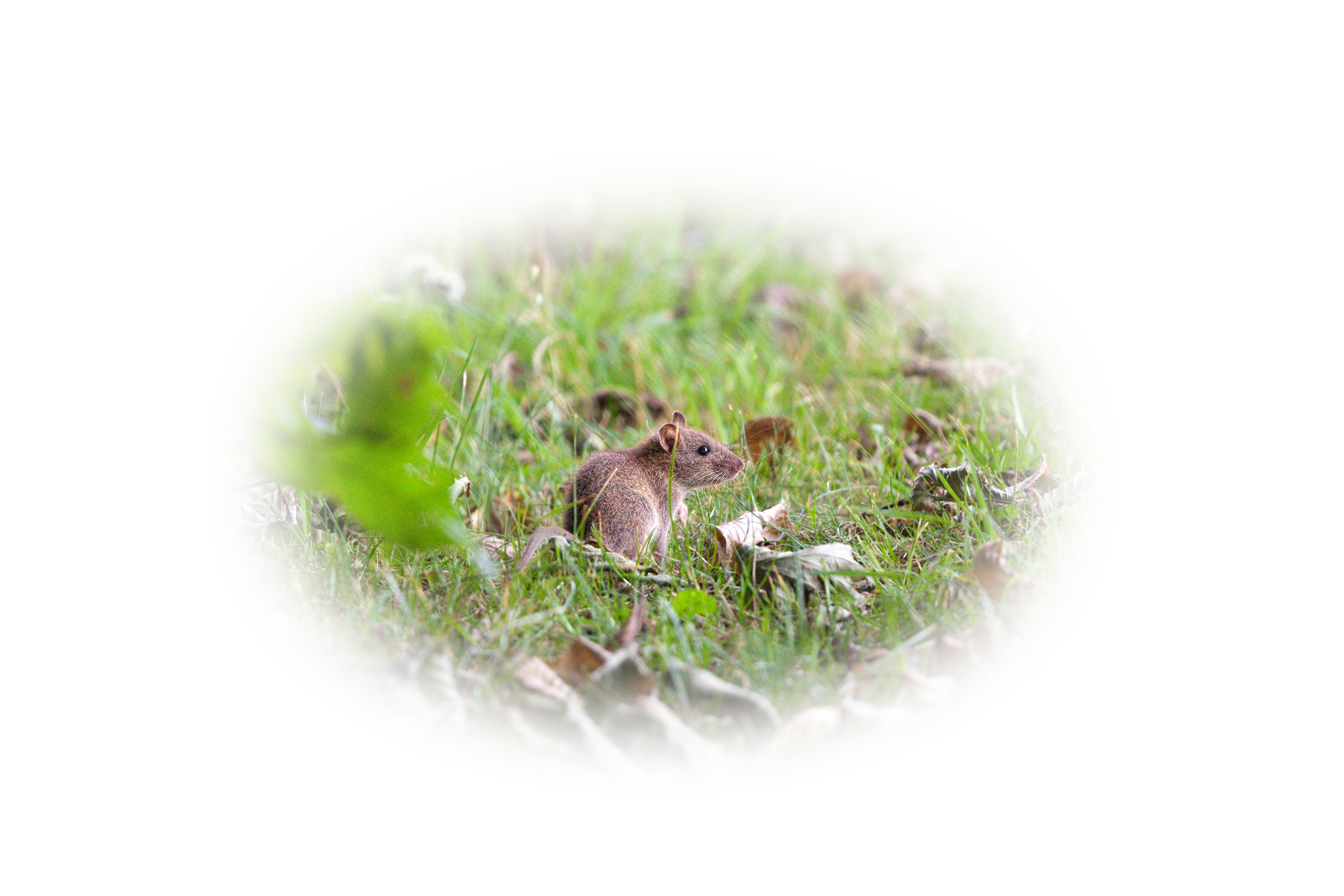 Kylmenevät ilmat ajavat rotat syksyisin rakennusten suojaan.