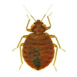 Lutikka eli seinälude.