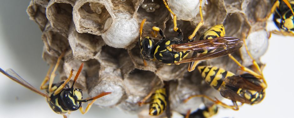 Ampiaispesässä elää kuningatar, työläiset ja toukat.
