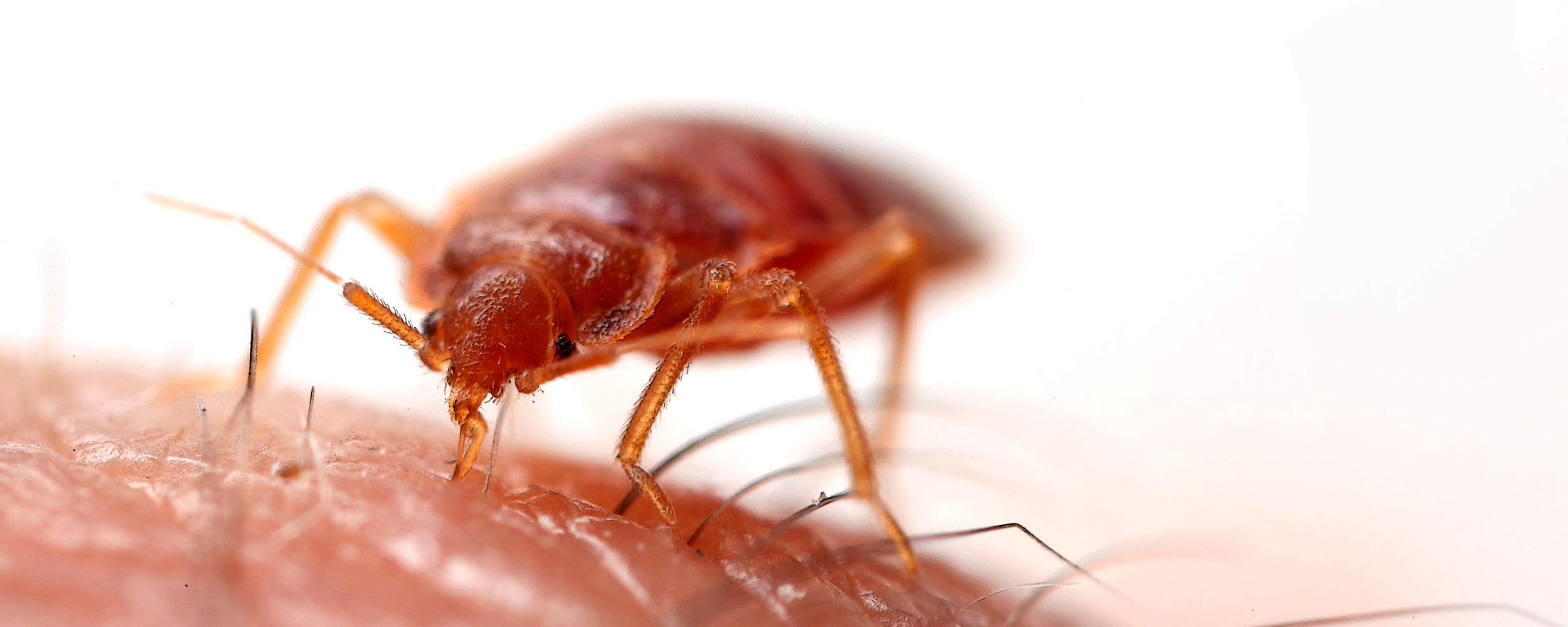 Luteet - usein kysytyt kysymykset