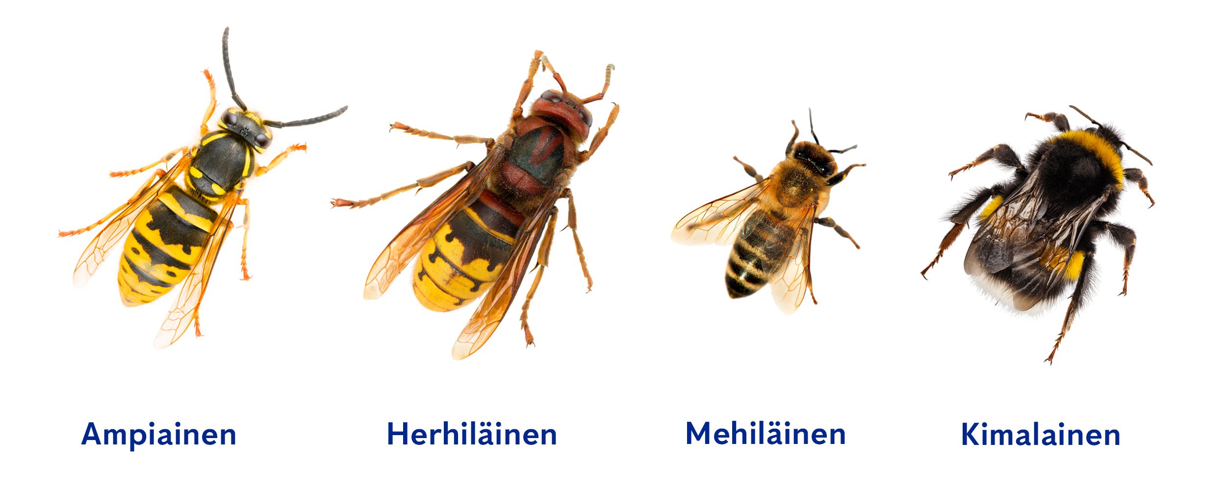 Ampiainen, herhiläinen, mehiläinen ja kimalainen.