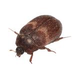 Vyöturkiskuoriainen.