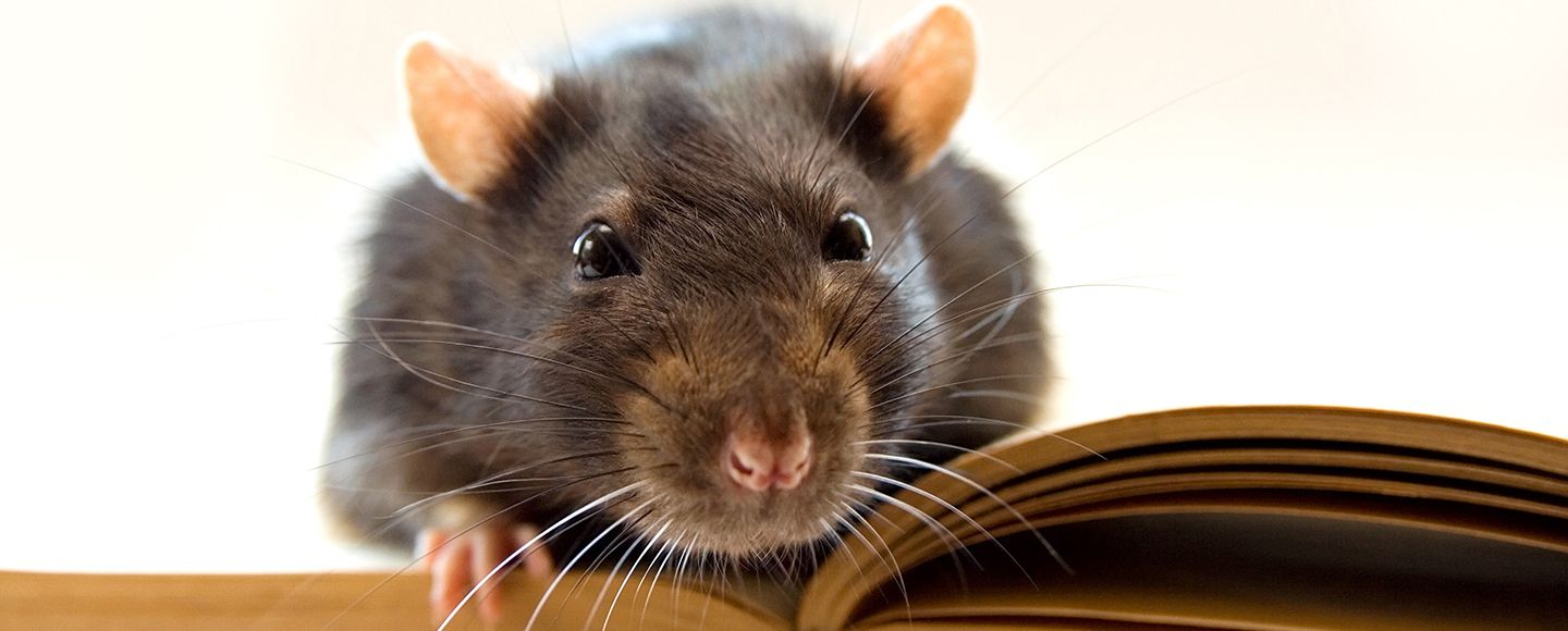 Rottaa ei ole helppo harhauttaa