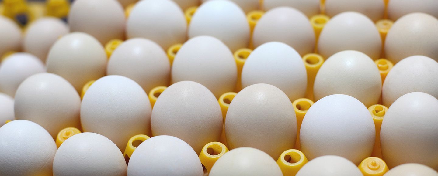 Anticimex mukana siipiseminaarissa