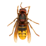 Herhiläinen (Vespa crabro).