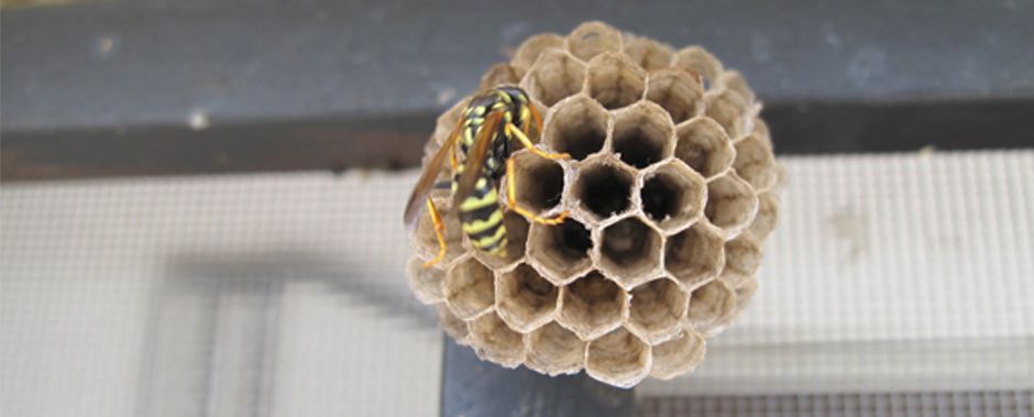 Ampiaiskuningatar aloittaa yksin pesän rakentamisen.