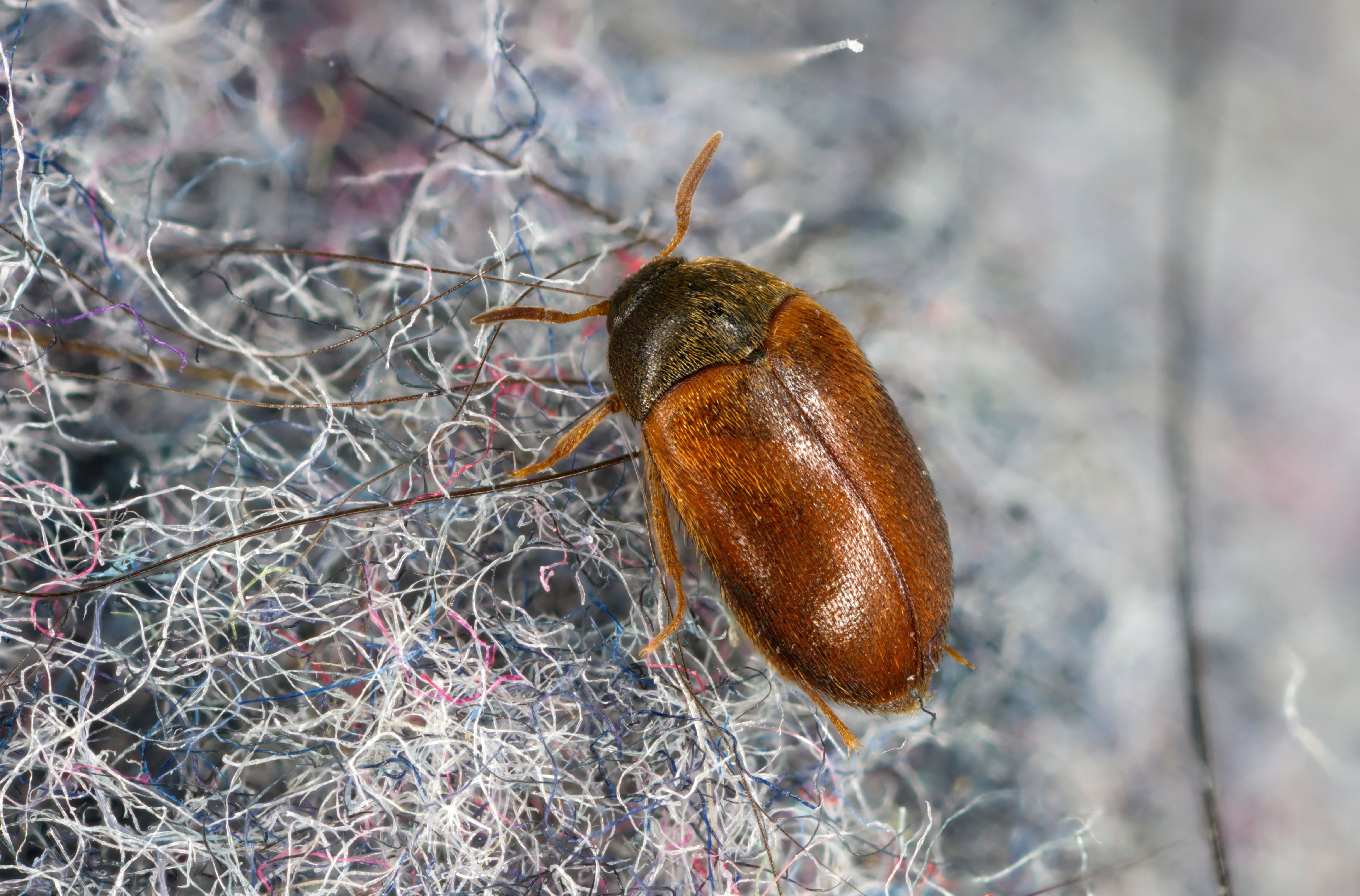 Turkiskuoriaiset vahingoittavat tekstiilejä.