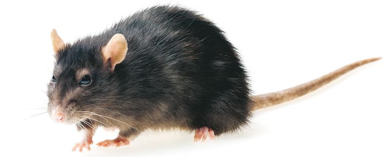 Rottakanta on kasvanut