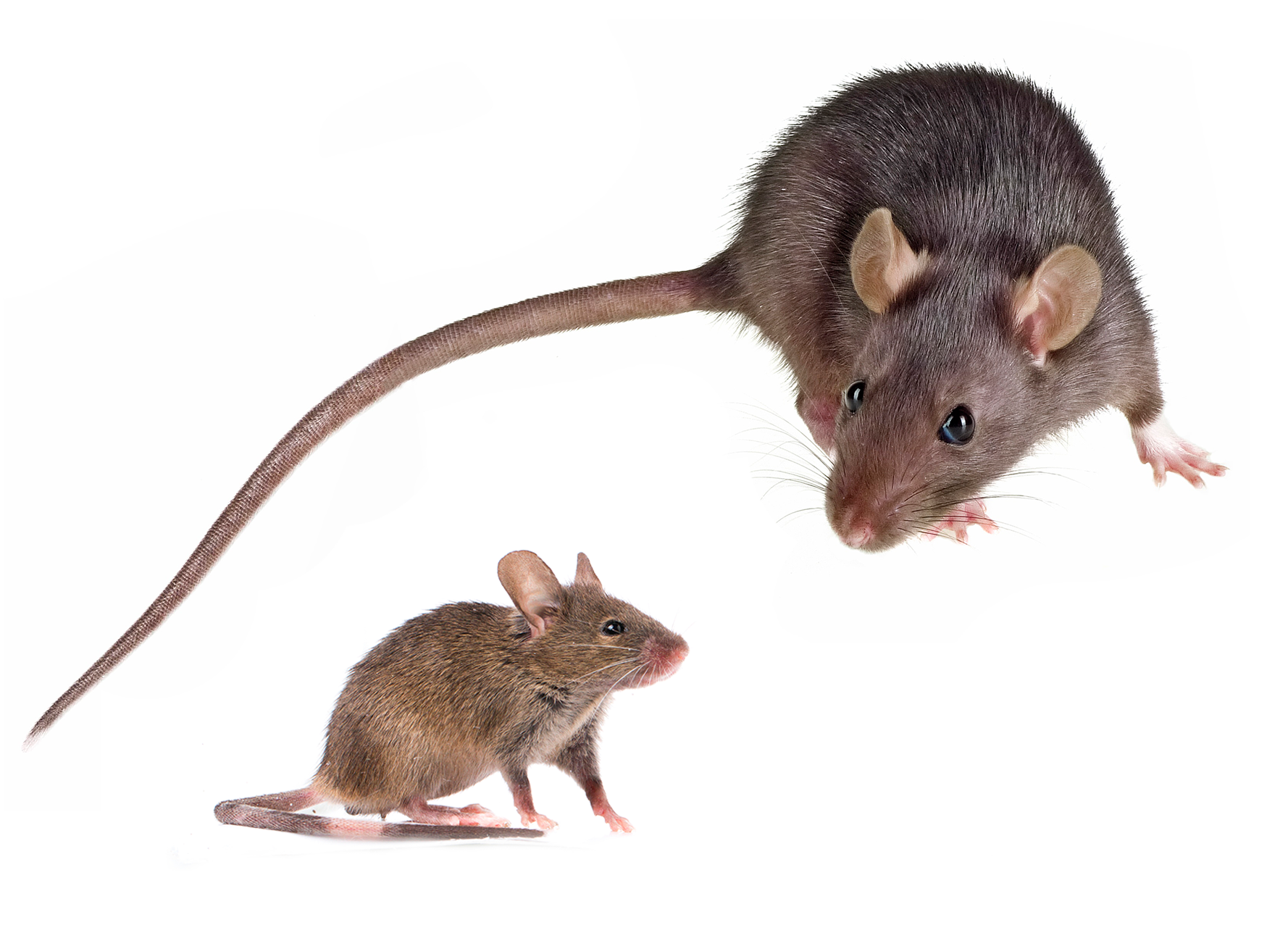 Hiiri ja rotta eroavat toisistaan ulkoisesti.