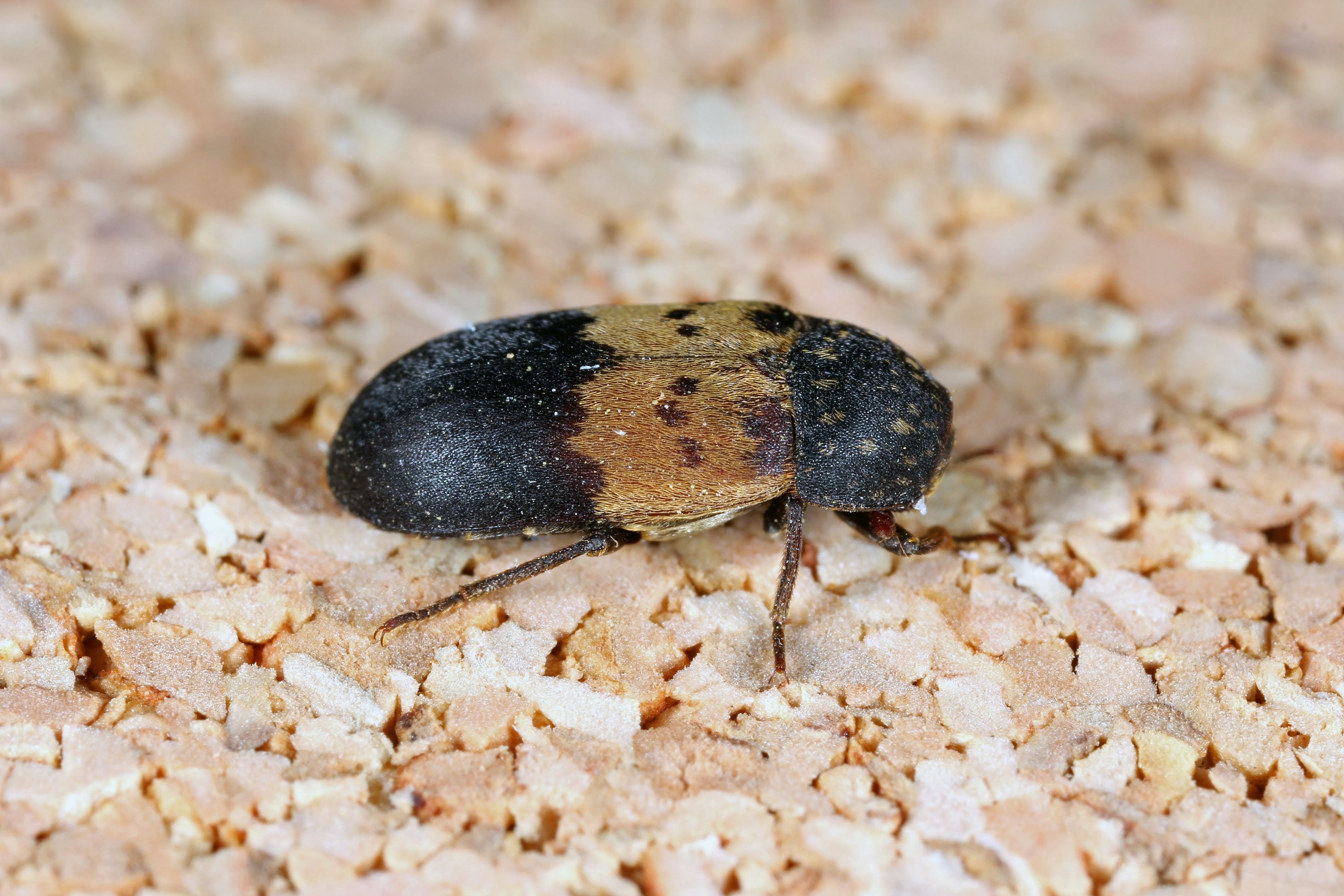 Aikuinen vyöihrakuoriainen.