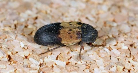 Aikuinen vyöihrakuoriainen.