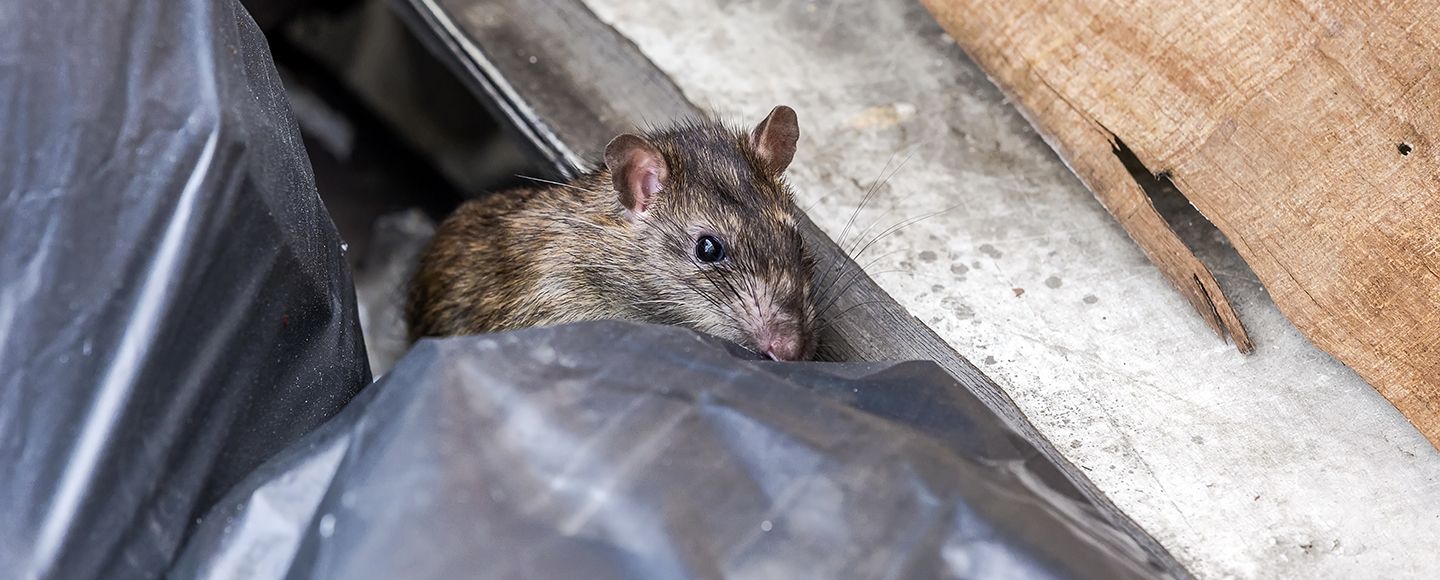 Ennen ei hyödynnetty tuholaistorjujia