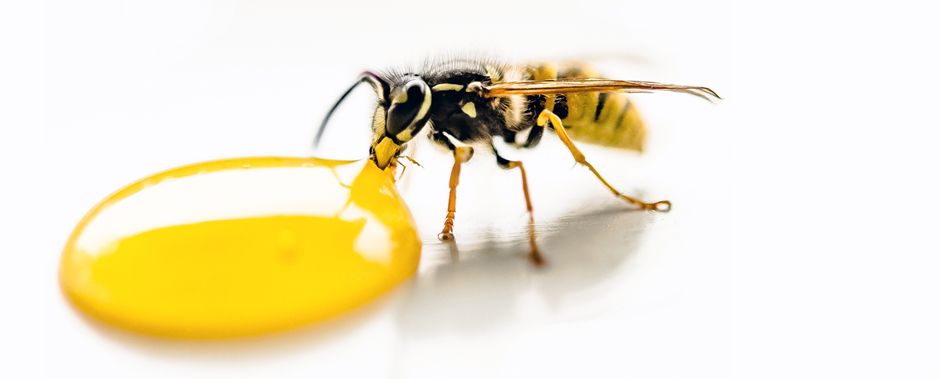 Ampiainen juomassa keltaista nestettä.