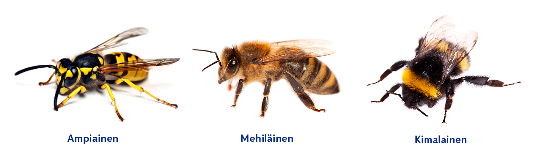 Ampiainen, mehiläinen ja kimalainen