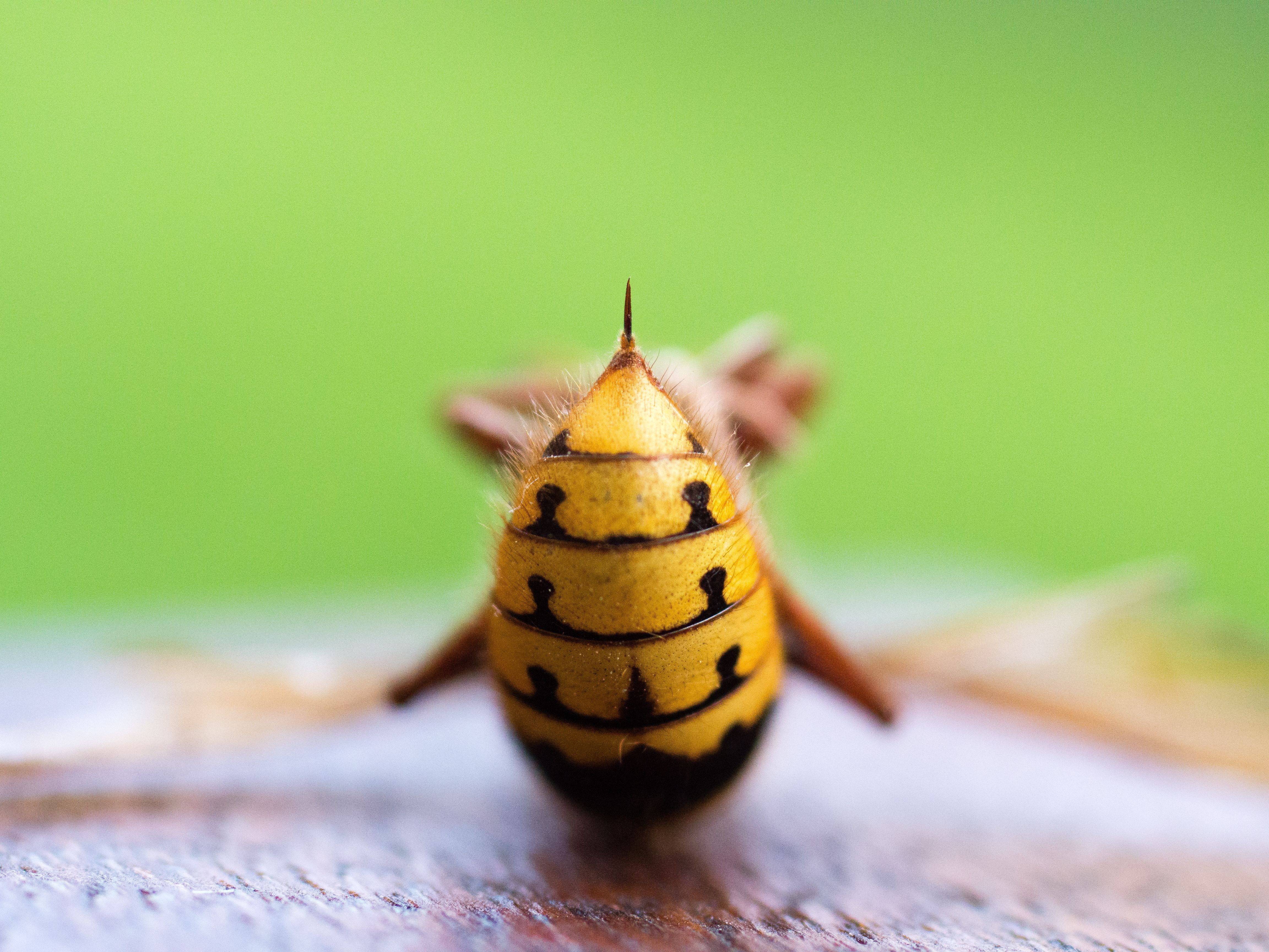 Ampiaisella on perässään myrkkypistin.