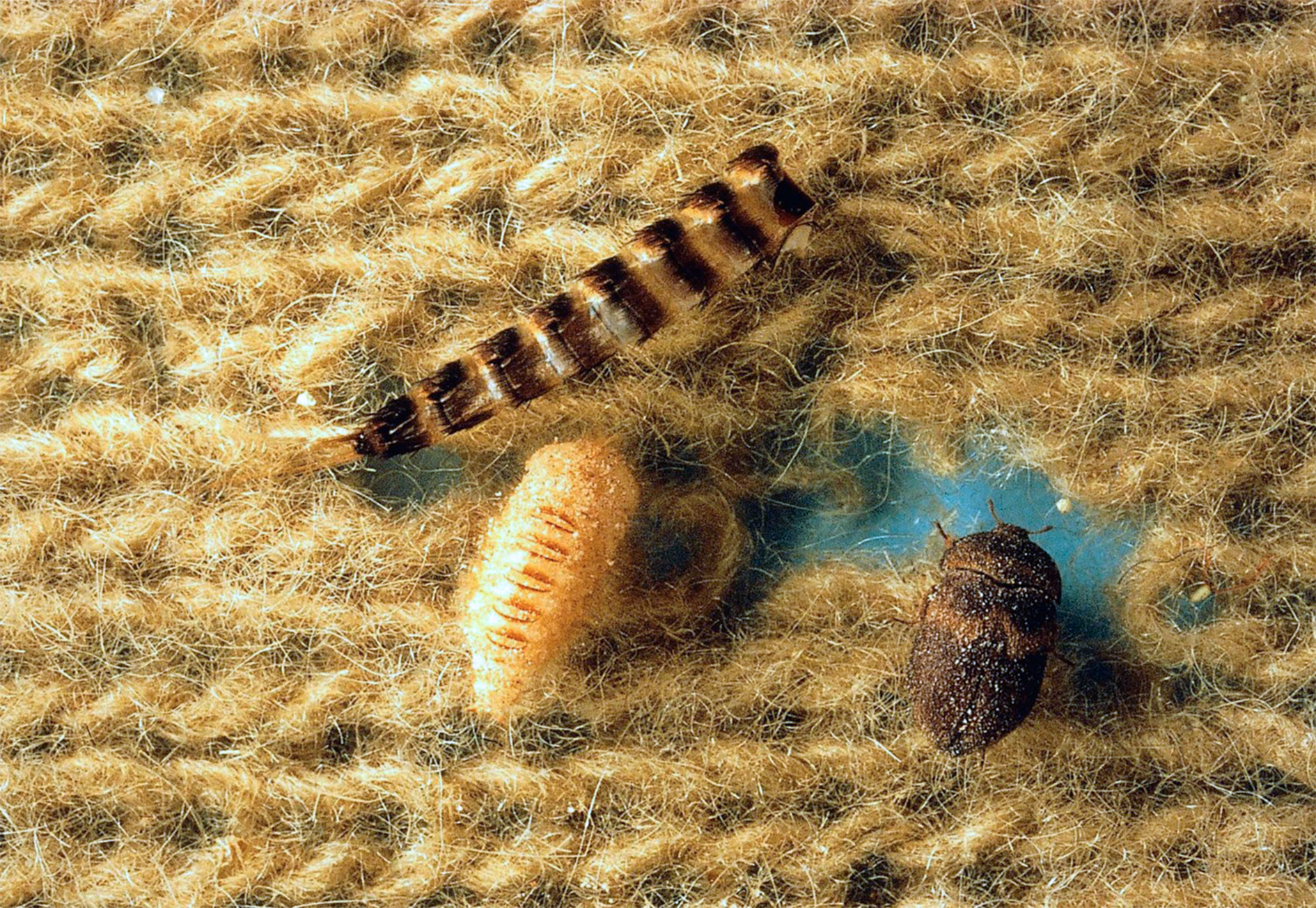 Aikuinen vyöturkiskuoriainen ja toukka.