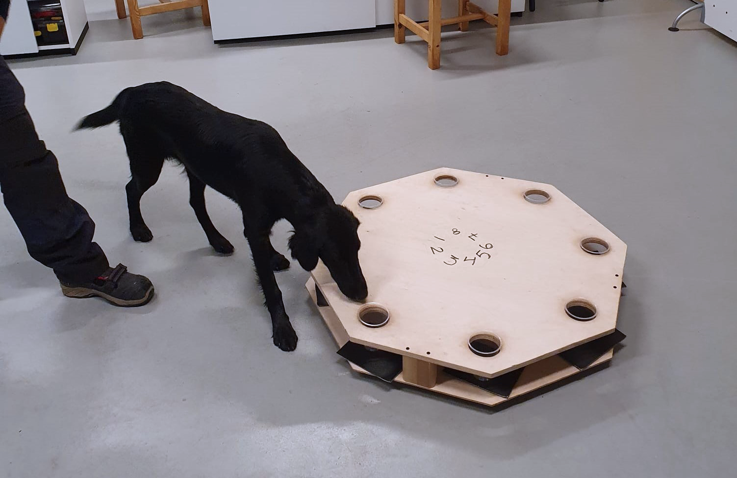 Lutikkakoirien tasotestamminen