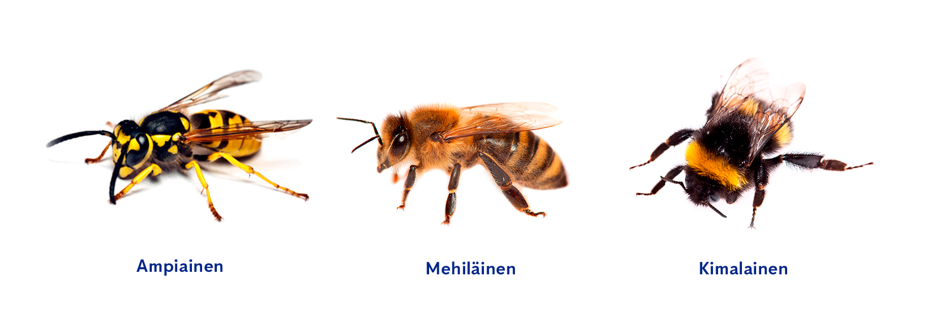 Ampiainen, mehiläinen ja kimalainen