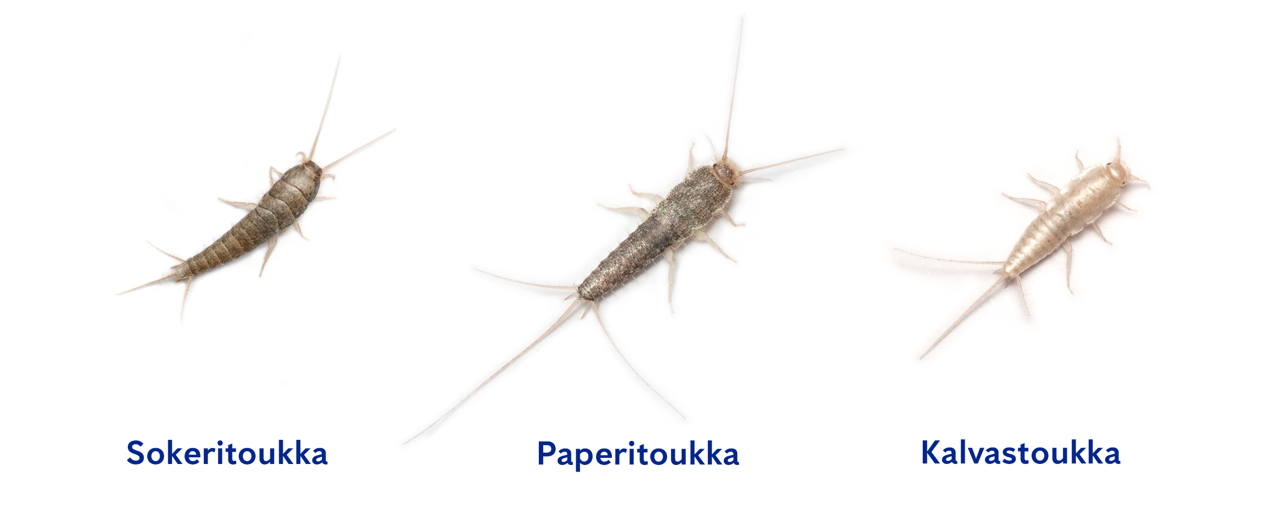 etoa sokeri-, paperi- ja kalvastoukka toisistaa