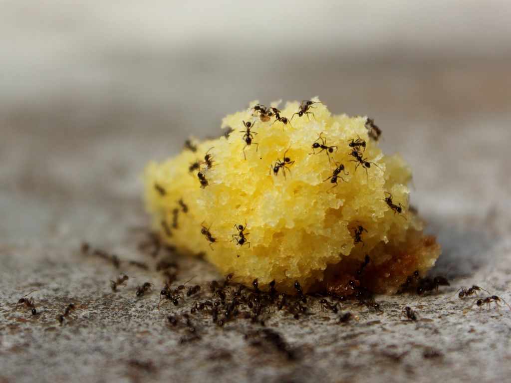 Sokerimuurahainen eli mauriainen.