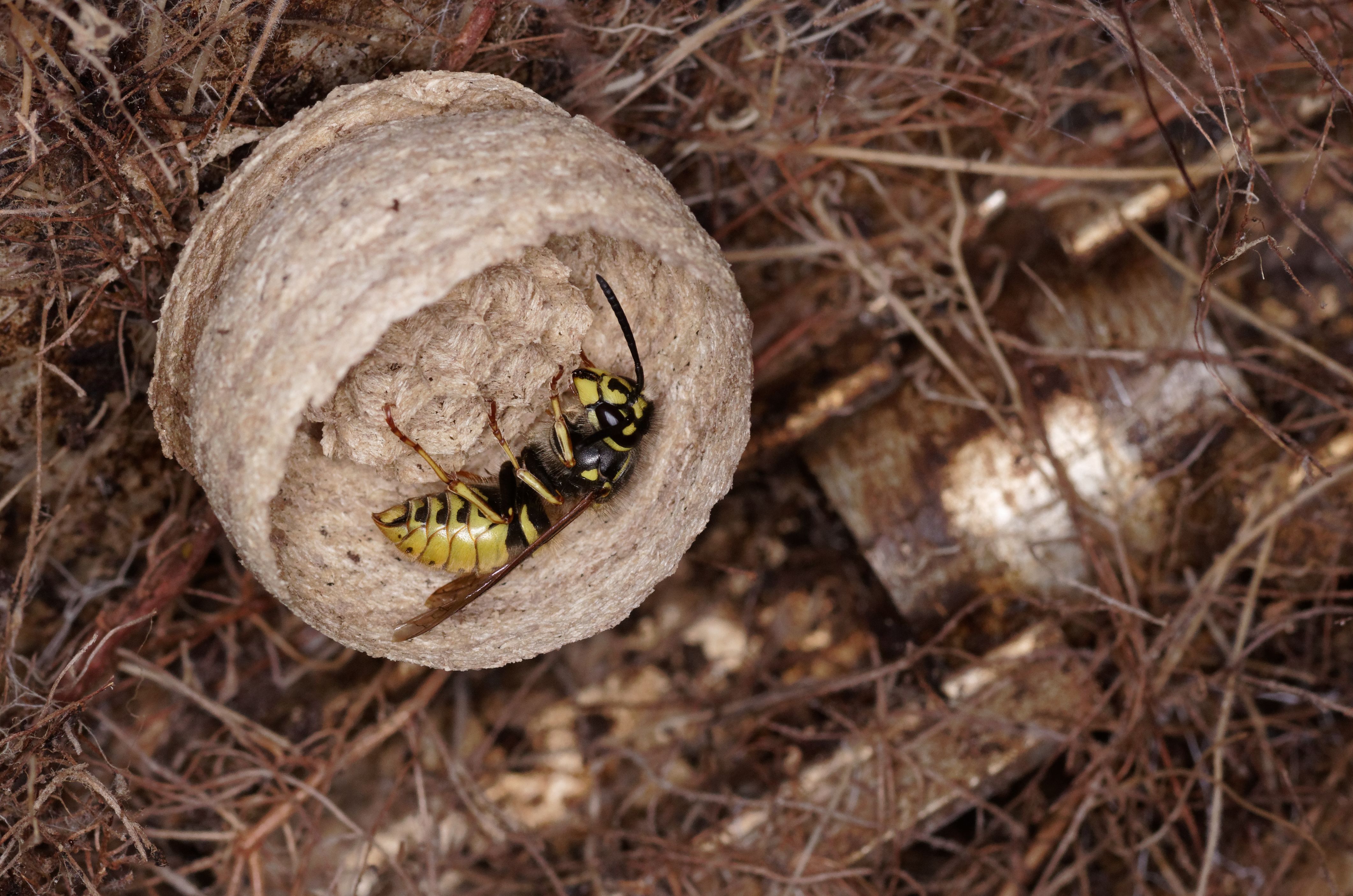 Ampiaispesän hävittäminen - Anticimex