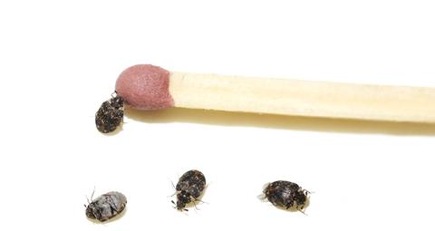 Aikuisia museokuoriaisia tulitikun vieressä.