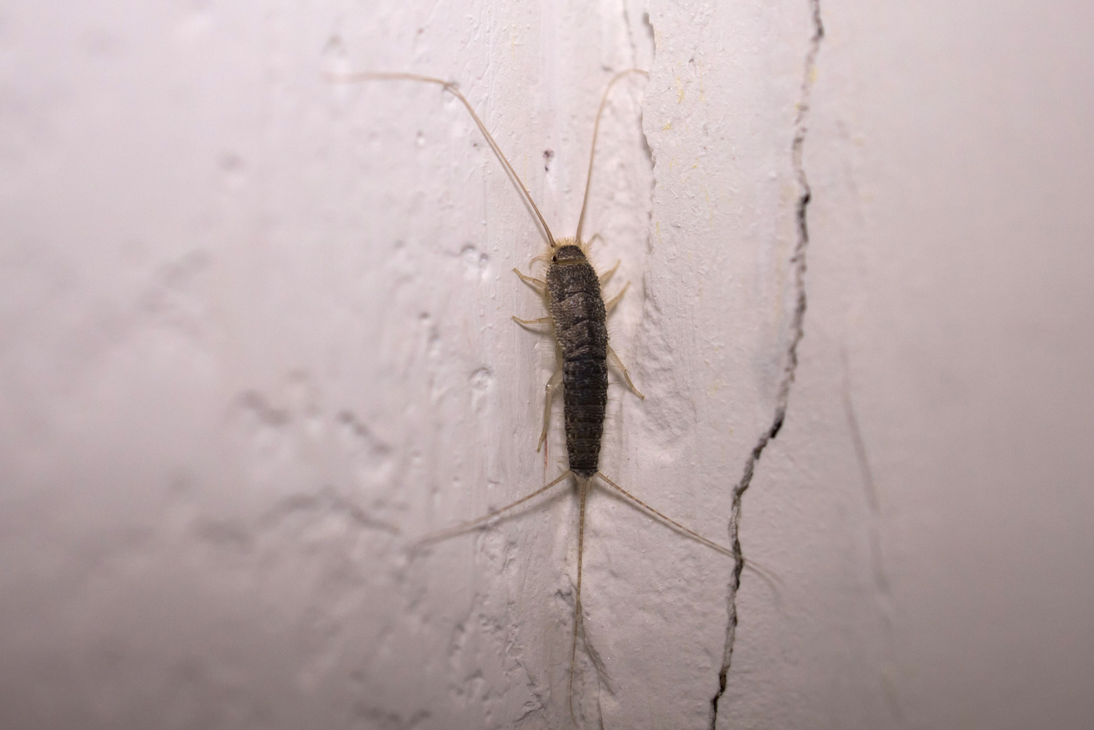 Paperitoukka elää rakenteiden ahtaissa koloissa ja pimeissä nurkissa.