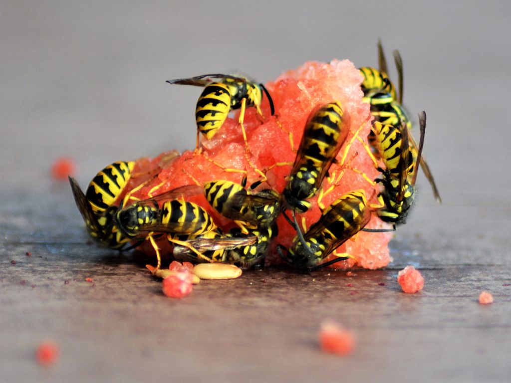 Ampiaiset hedelmän kimpussa.