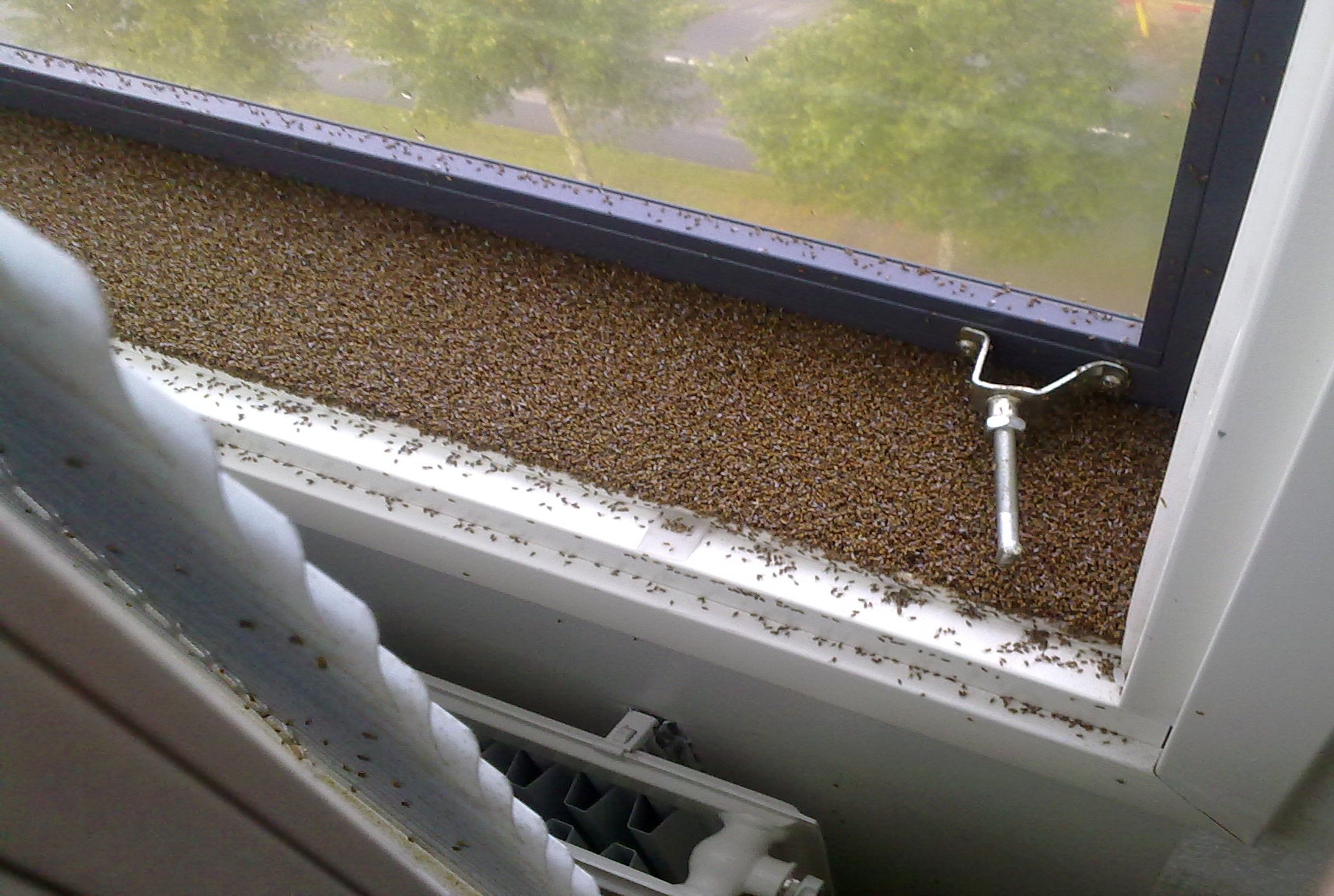 Syysolkikärpäset parveilevat sisätiloissa.