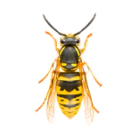 Piha-ampiainen (Vespula vulgaris).
